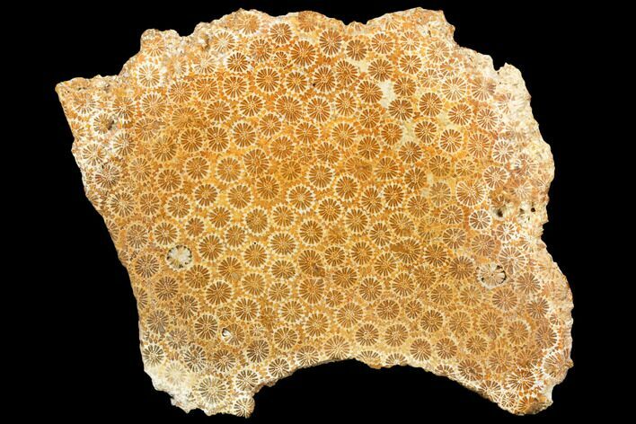 Polished, Fossil Coral Slab - Indonesia #121877